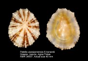 Patella ulyssiponensis